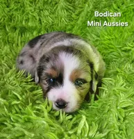#2 VALOR ~BMM, a male Miniature Australian Shepherd for sale in Reagan, TN – 6 of 9