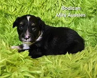 #6 CAMO ~ BKM, a male Toy Australian Shepherd for sale in Reagan, TN – 4 of 7