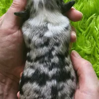  CHARLIE #1, a male Miniature Australian Shepherd for sale in Reagan, TN – Photo 9 of 9