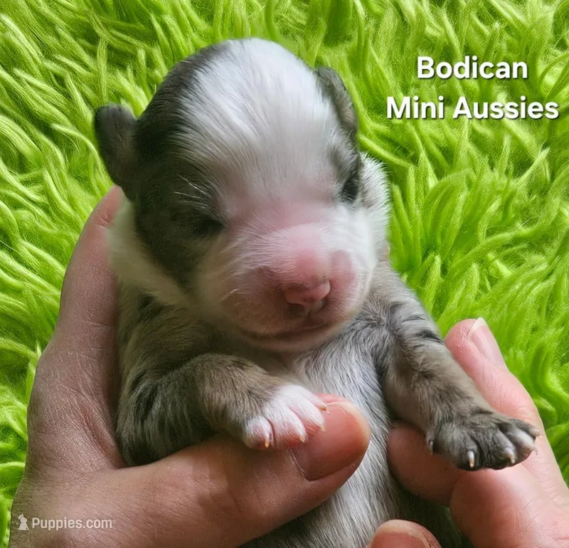  CHARLIE #1, a male Miniature Australian Shepherd for sale in Reagan, TN – Photo 1 of 5