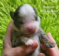  CHARLIE #1, a male Miniature Australian Shepherd for sale in Reagan, TN – Photo 1 of 5