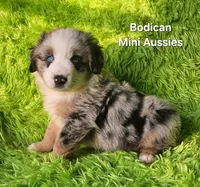  CHARLIE #1, a male Miniature Australian Shepherd for sale in Reagan, TN – Photo 3 of 9