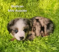  CHARLIE #1, a male Miniature Australian Shepherd for sale in Reagan, TN – Photo 8 of 9