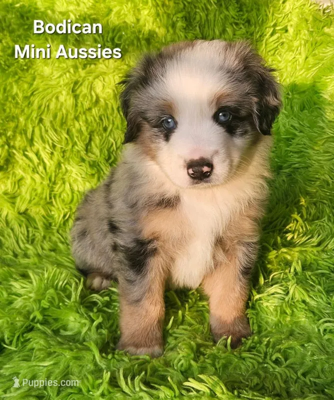  CHARLIE #1 – Miniature Australian Shepherd puppy for sale in Reagan, TN