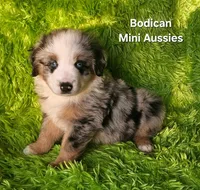  CHARLIE #1, a male Miniature Australian Shepherd for sale in Reagan, TN – Photo 2 of 9
