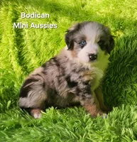  CHARLIE #1, a male Miniature Australian Shepherd for sale in Reagan, TN – Photo 4 of 9