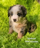  CHARLIE #1, a male Miniature Australian Shepherd for sale in Reagan, TN – Photo 7 of 9