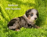  CHARLIE #1, a male Miniature Australian Shepherd for sale in Reagan, TN – Photo 5 of 9