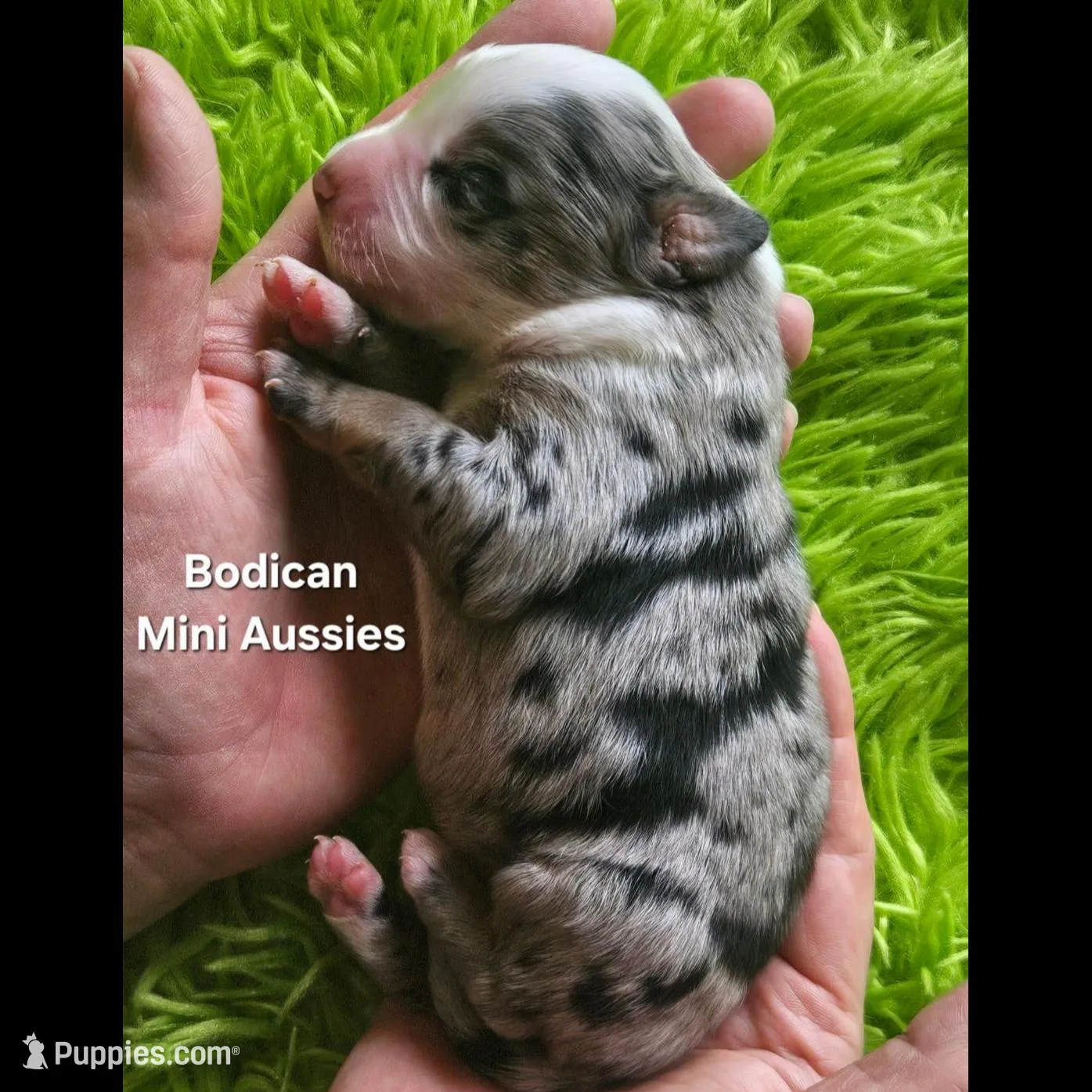  CHARLIE #1, a male Miniature Australian Shepherd for sale in Reagan, TN – Photo 3 of 5