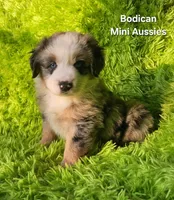  CHARLIE #1, a male Miniature Australian Shepherd for sale in Reagan, TN – Photo 6 of 9