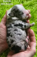  CHARLIE #1, a male Miniature Australian Shepherd for sale in Reagan, TN – Photo 4 of 5