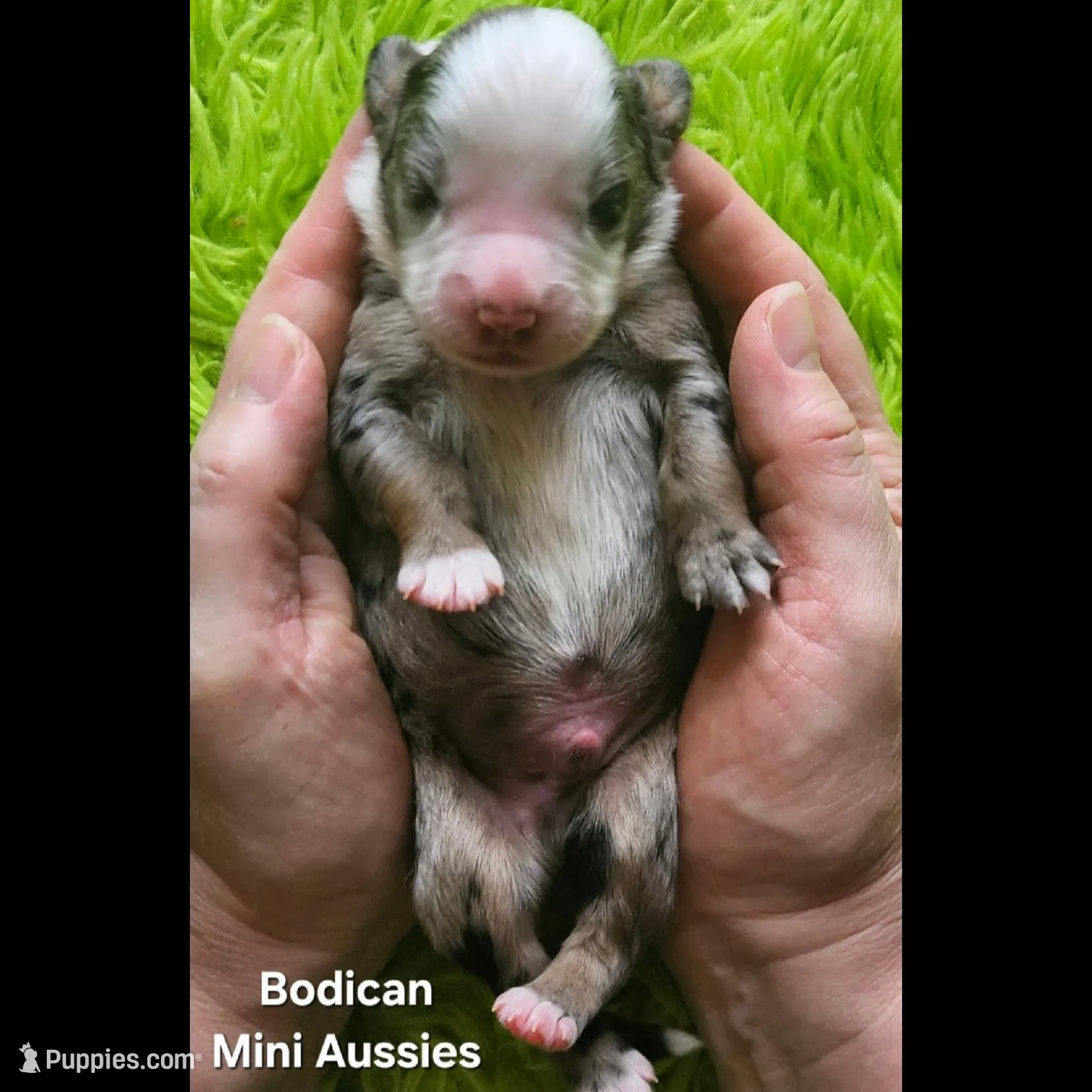  CHARLIE #1, a male Miniature Australian Shepherd for sale in Reagan, TN – Photo 2 of 5