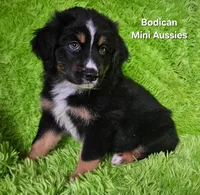 #1 WILLOW~BKF, a female Miniature Australian Shepherd for sale in Reagan, TN – 2 of 10