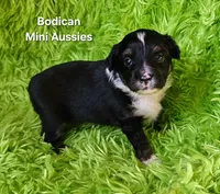 #6 CAMO ~ BKM, a male Toy Australian Shepherd for sale in Reagan, TN – 3 of 7