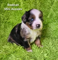#6 LIBERTY ~ BMF, a female Miniature Australian Shepherd for sale in Reagan, TN – 9 of 10