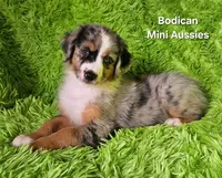 #2 VALOR ~BMM, a male Miniature Australian Shepherd for sale in Reagan, TN – 5 of 10