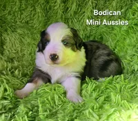 #3 MAJOR~ BMM, a male Miniature Australian Shepherd for sale in Reagan, TN – 6 of 9