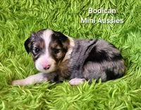 #3 CAPTAIN ~ BMM, a male Toy Australian Shepherd for sale in Reagan, TN – 7 of 8