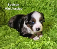 #6 LIBERTY ~ BMF, a female Miniature Australian Shepherd for sale in Reagan, TN – 7 of 10