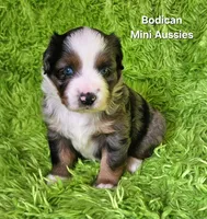 #6 LIBERTY ~ BMF, a female Miniature Australian Shepherd for sale in Reagan, TN – 2 of 10