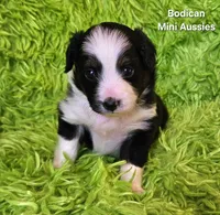 #7 BELL ~ BKF, a female Toy Australian Shepherd for sale in Reagan, TN – 5 of 9