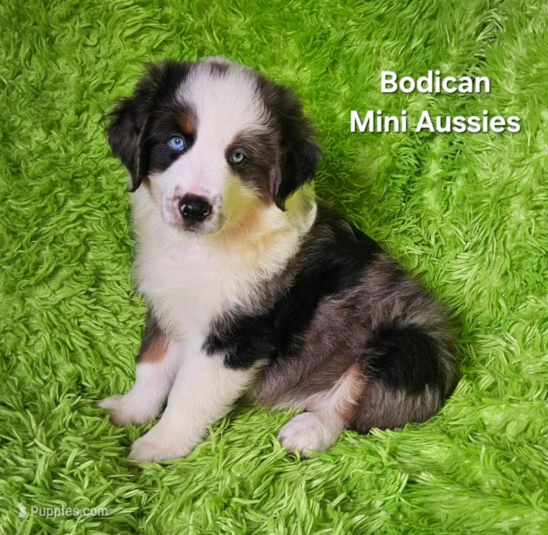 #3 MAJOR~ BMM – Miniature Australian Shepherd puppy for sale in Reagan, TN