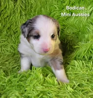 #2 TANGO ~ BMM, a male Toy Australian Shepherd for sale in Reagan, TN – 5 of 7