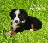 #4 JULIET ~ BKF, a female Miniature Australian Shepherd for sale in Reagan, TN – 9 of 10