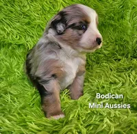 #5 ~FAITH, a female Miniature Australian Shepherd for sale in Reagan, TN – 9 of 10