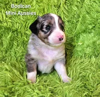 #3 CAPTAIN ~ BMM, a male Toy Australian Shepherd for sale in Reagan, TN – 2 of 8