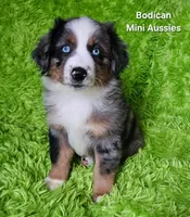 #6 LIBERTY ~ BMF, a female Miniature Australian Shepherd for sale in Reagan, TN – 7 of 10