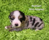 #5 ~FAITH, a female Miniature Australian Shepherd for sale in Reagan, TN – 10 of 10