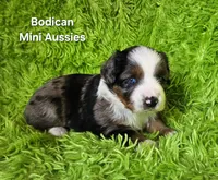 #6 LIBERTY ~ BMF, a female Miniature Australian Shepherd for sale in Reagan, TN – 6 of 10