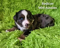 #7 DIESEL ~ BMM, a male Miniature Australian Shepherd for sale in Reagan, TN – 3 of 7
