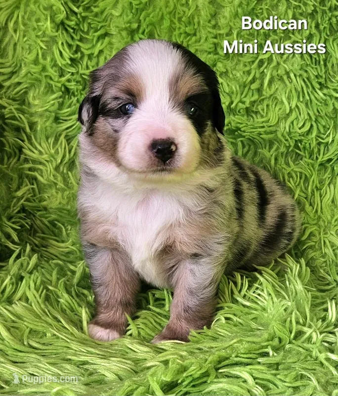 #5 ~FAITH – Miniature Australian Shepherd puppy on hold in Reagan, TN