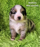 #5 ~FAITH, a female Miniature Australian Shepherd for sale in Reagan, TN – 1 of 10
