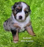 #2 VALOR ~BMM, a male Miniature Australian Shepherd for sale in Reagan, TN – 4 of 9