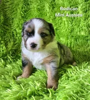 #2 VALOR ~BMM, a male Miniature Australian Shepherd for sale in Reagan, TN – 3 of 9