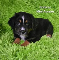 #1 WILLOW~BKF, a female Miniature Australian Shepherd for sale in Reagan, TN – 10 of 10