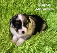 #4 GUNNER ~ BMM, a male Toy Australian Shepherd for sale in Reagan, TN – 7 of 7
