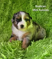 #2 VALOR ~BMM, a male Miniature Australian Shepherd for sale in Reagan, TN – 9 of 9