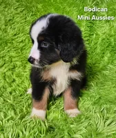 #4 JULIET ~ BKF, a female Miniature Australian Shepherd for sale in Reagan, TN – 10 of 10