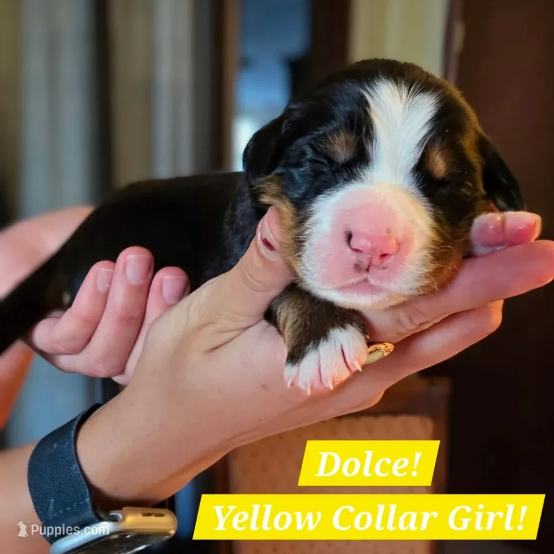 Dulce - Yellow Collar Girl – Bernese Mountain Dog puppy for sale in Gunnison, CO