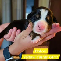 Dulce - Yellow Collar Girl, a female Bernese Mountain Dog for sale in Gunnison, CO – 1 of 1