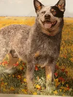 Blue, a male Australian Cattle Dog for sale in Temecula, CA – 1 of 1
