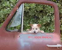 Frosty, a female Australian Cattle Dog for sale in Temecula, CA – 1 of 1
