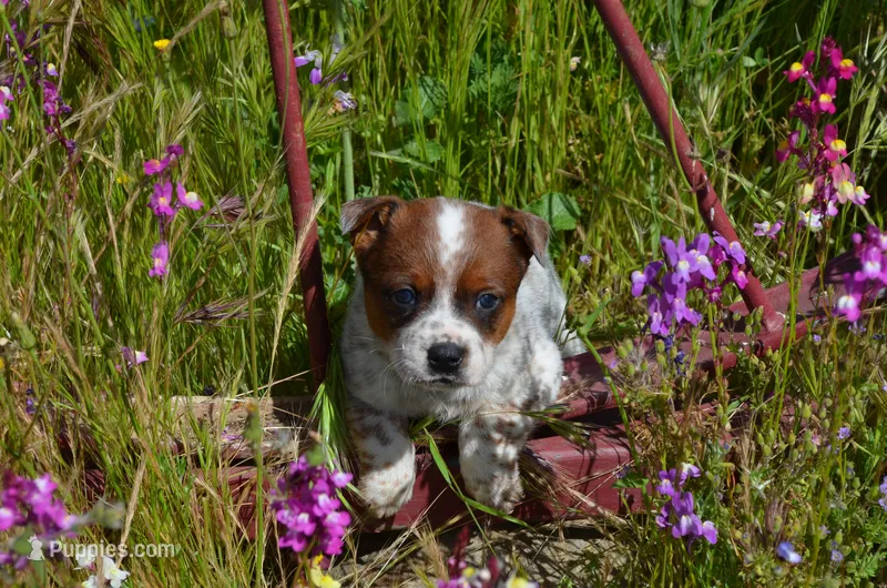 Red male – Australian Cattle Dog puppy for sale in Temecula, CA