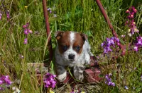 Red male, a male Australian Cattle Dog for sale in Temecula, CA – 1 of 1