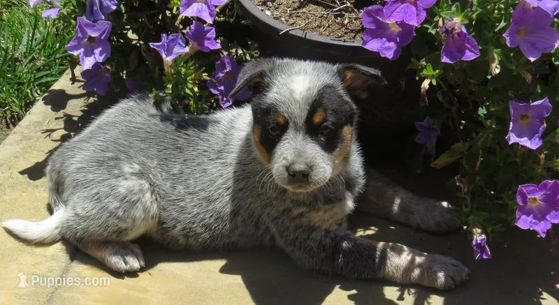 Buck – Australian Cattle Dog puppy for sale in Temecula, CA