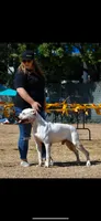 Knox x max puppies, a male American Bulldog for sale in Temecula, CA – Photo 5 of 6
